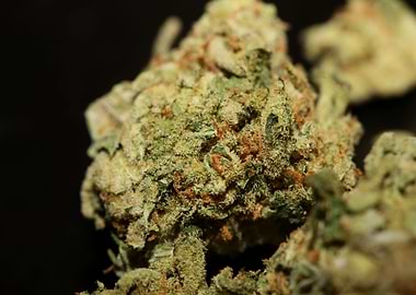 Cannabis sativa close up