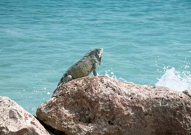 Iguana Curacao Ocean Dream