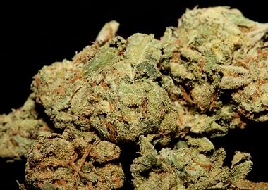 Weed smokig buds close up