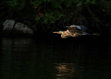 Great blue heron