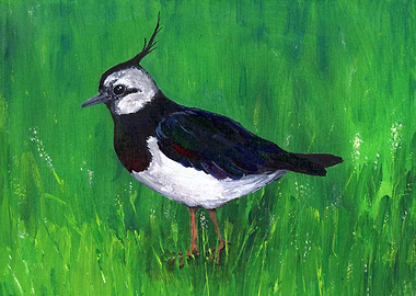 Northern lapwing