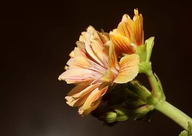 Blossom close up flowering
