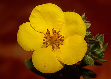 Yellow flower background