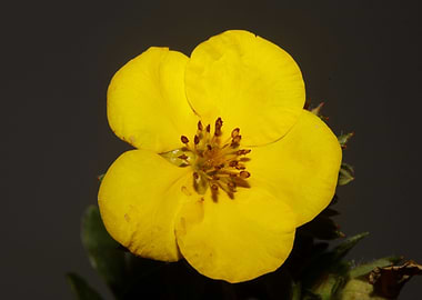 Yellow flower blossoming