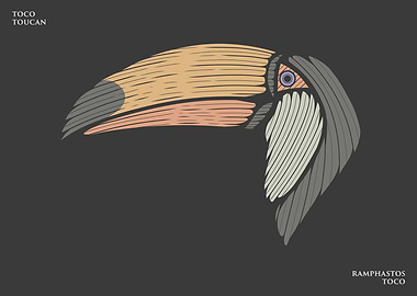 Toco Toucan