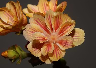Lewisia flowering close up