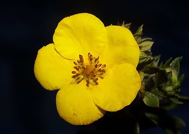 Yellow flower background