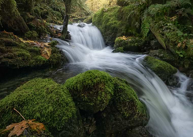 Quinault Waterfall