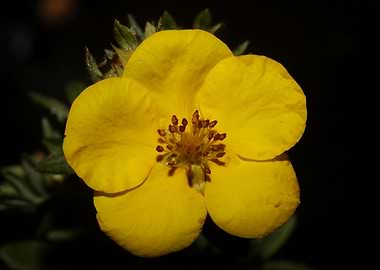 Yellow dasiphora blossoms