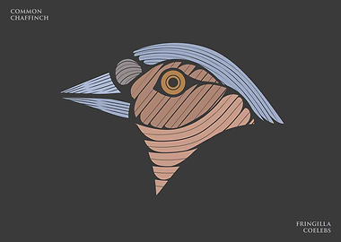 Common Chaffinch Bird