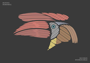 Rufous Hornbill