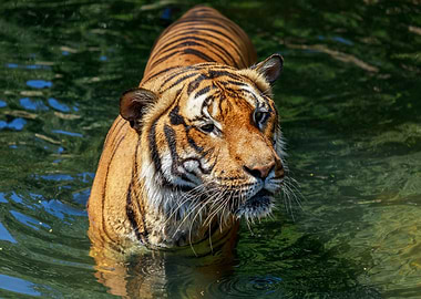 Portrait of a tiger