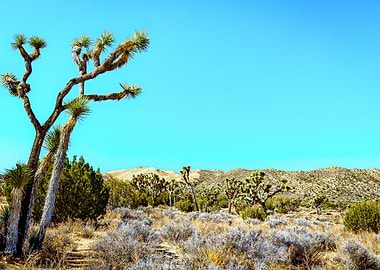 Joshua Tree National Park