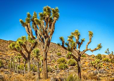 Joshua Tree National Park