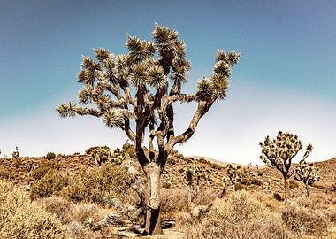 Joshua Tree National Park