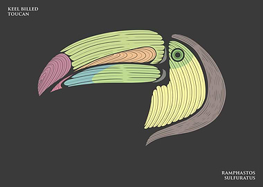 Keel Billed Toucan