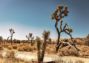 Joshua Tree National Park