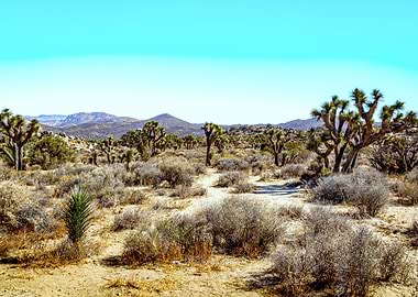 Joshua Tree National Park