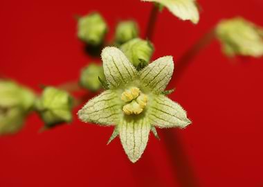 Flower blossoming close up