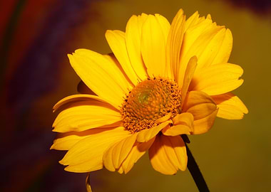 Yellow flower close up