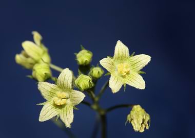 Flower blossoming close up