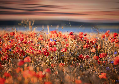 Meadow with red poppies