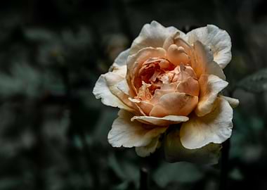 The wounded Masora rose