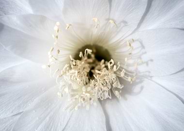 Flower of Echinopsis Canti