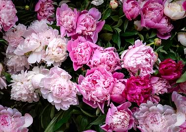 Peonies