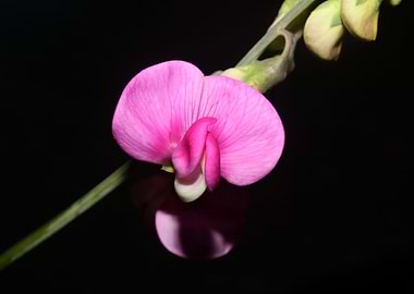 Lathyrus flowers close up