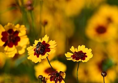 Yellow flower with bee