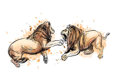 Two fighting lions