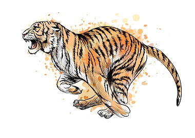 Tiger running