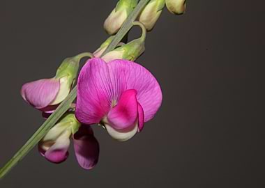 Purple floral background