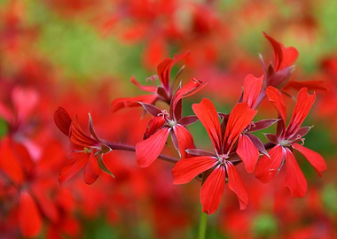 Red flowers