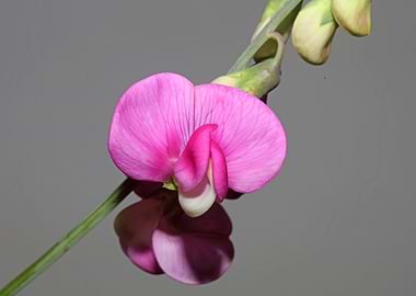 Purple flowers background