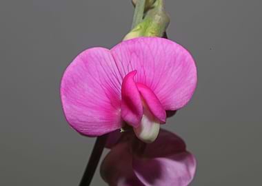 Wild Lathyrus flower macro