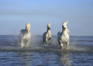 Freedom of Wild Horses