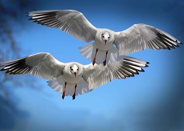 Flight of Doves