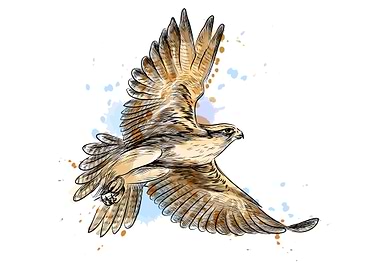 Falcon in flight