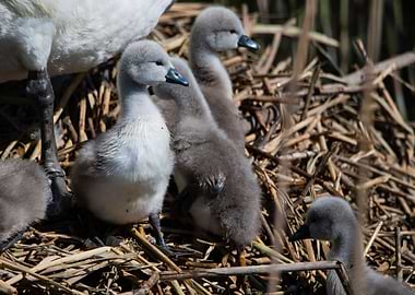 baby swan on lookout
