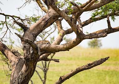 leopard in tree