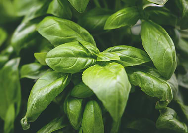 Lush Basil Leaves