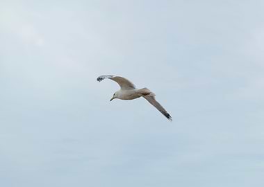 Seagull