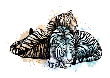 Two tigers