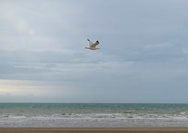 Seagull flying