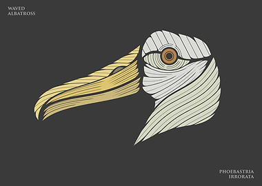 The Waved Albatross