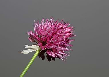 Allium flowering close up