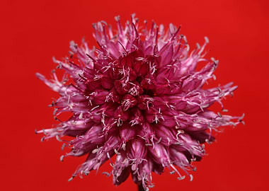 Allium flowering close up