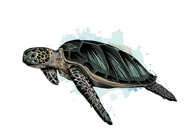 Sea turtle watercolor